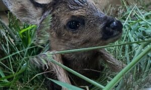 Fawn rescue at Bremen Airport